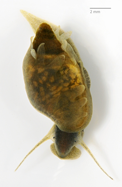 Photo of Physa megalochlamys by Ian Gardiner